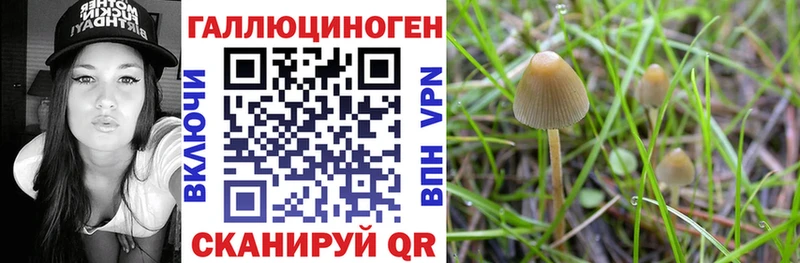 закладки  Краснокаменск  Псилоцибиновые грибы MAGIC MUSHROOMS 